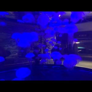 Meet your Posher, Stacey